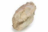 Fossil Oreodont (Merycoidodon) Skull - South Dakota #249247-3